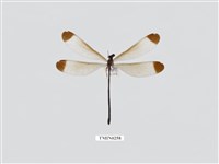 藏品(中華珈蟌南台亞種)的圖片